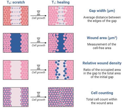 scratch test wound healing|scratch wound assay time lapse.